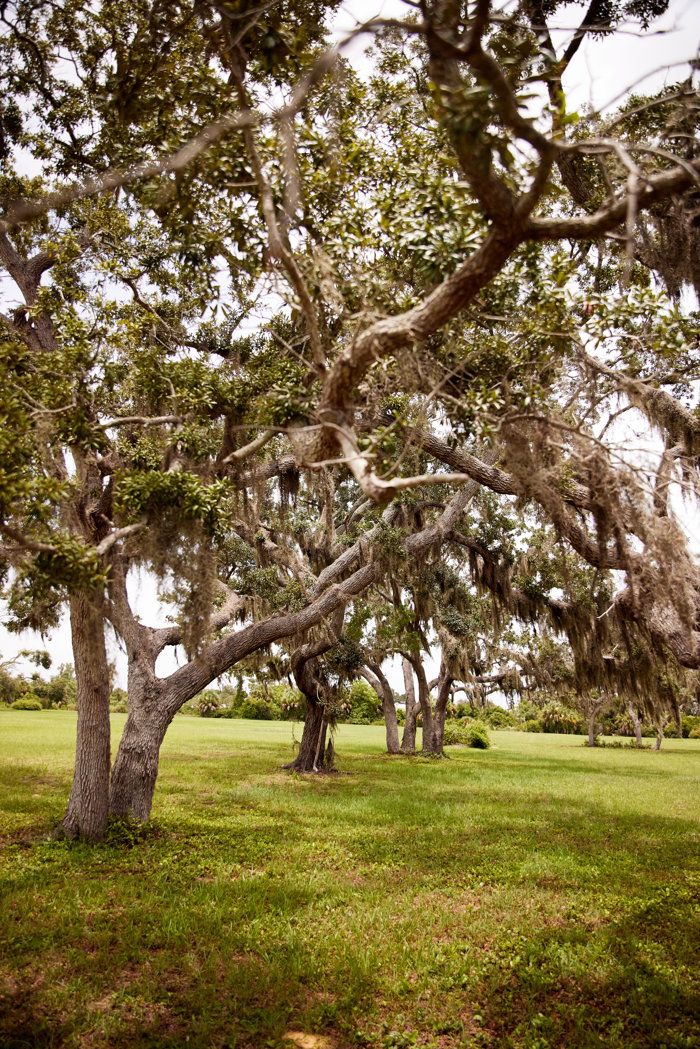trees in the park